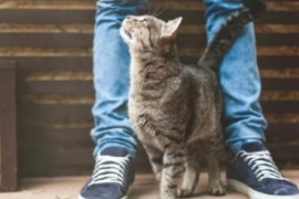 Por qué los gatos se frotan contra las personas y qué significa