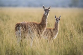 Sebastián Apesteguía: “Las muertes de guanacos nada tienen que ver con la gripe aviar”