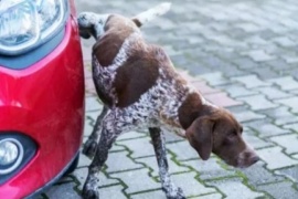 Por qué los perros y gatos hacen pis en las ruedas de los autos y cómo se puede evitar