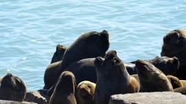 Medidas preventivas ante el avance de la gripe aviar en lobos marinos