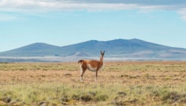 Los 48 guanacos muertos no tenían influenza aviar