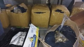 Detección de 600 kg de pulpa de ostras sin las condiciones sanitarias adecuadas