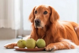 Qué pasa si un perro come manzana y cuál es el efecto de otras frutas y verduras