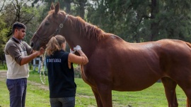 La importancia de la sanidad equina en el marco del Día Nacional del Caballo