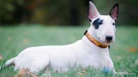 Una nena de un año y medio, grave por el ataque de un perro bull terrier