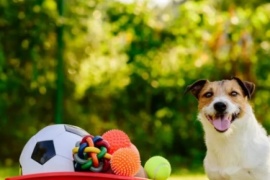 El verdadero motivo por el que los perros no juegan con pelotas verdes o rojas