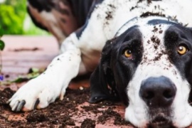 Qué pasa si tu perro come tierra y cuáles son las consecuencias