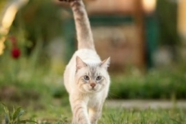 Los verdaderos significados del movimiento de la cola de los gatos y qué te quiere decir en cada momento