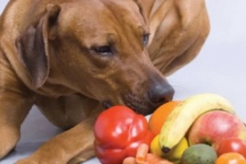 Una por una, las frutas que se le pueden dar a los perros sin que hagan daño a su salud