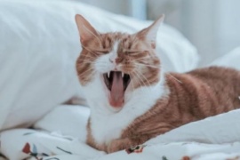 La verdadera razón por la que los gatos eligen dormir en una almohada