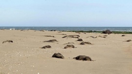 Preocupación por "la extrema mortalidad" de crías de elefantes marinos