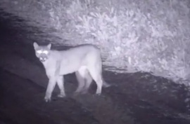 Pánico en un country de Canning por un puma suelto