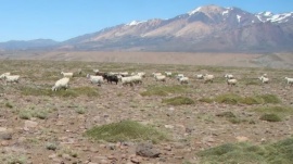 Declaran emergencia agropecuaria en zonas de Santa Cruz