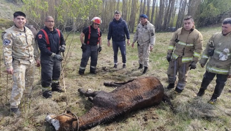 Rescataron a un caballo empantanado 