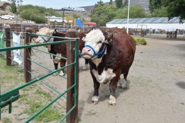 Se realizará la 48° Expo y Feria de Ganado Mayor 