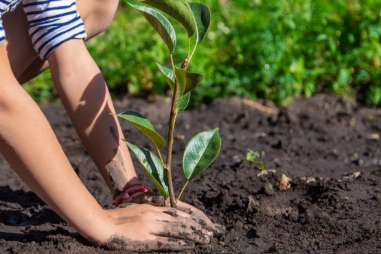 Vecinos podrán apadrinar su propio árbol