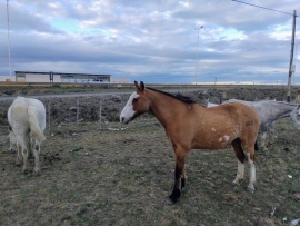 Caballos sueltos: cinco siniestros y veinte secuestros en lo que va del año