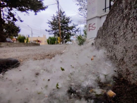 Ya llegaron las pelusitas blancas a Río Gallegos