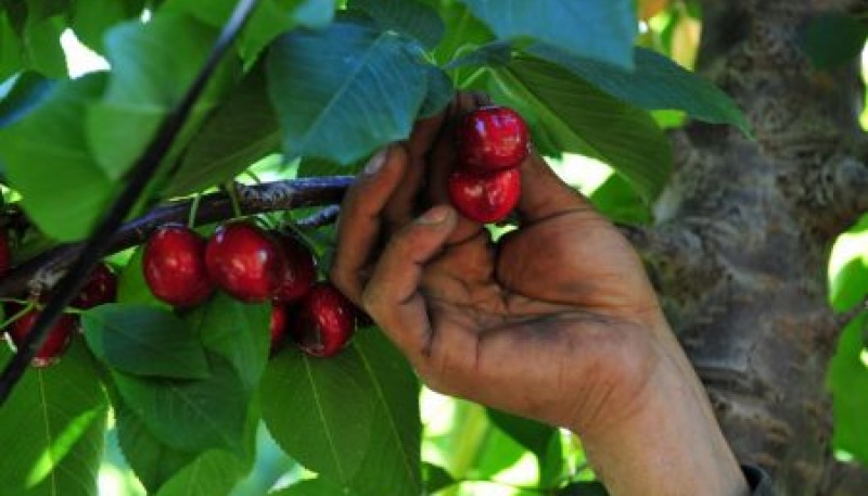 Se aprobó la Denominación de Origen de “Cereza del Valle de Los Antiguos – Patagonia”