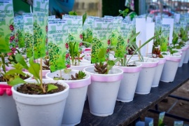 Lo que más pide la gente: se realizará una nueva entrega de plantines