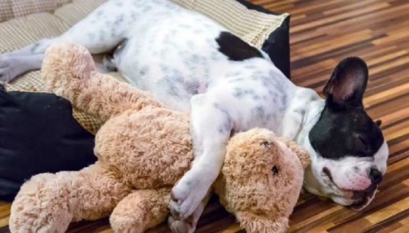 Cómo hacer que tu cachorro duerma toda la noche 