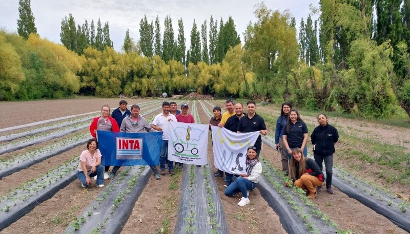 Producción de frutillas en Perito Moreno 