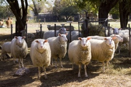 Se informó sobre la actual situación de la sanidad animal en la provincia de Chubut