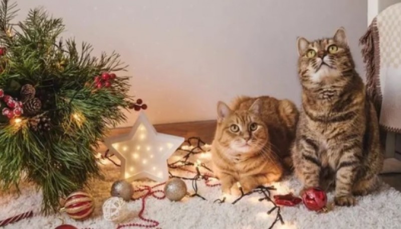 Cómo evitar que los gatos arruinen el árbol de Navidad