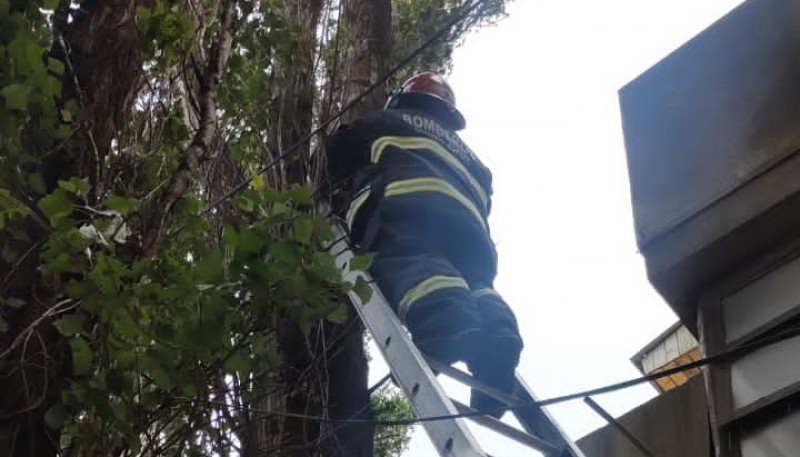 Rescataron a un gató atrapado en un árbol 