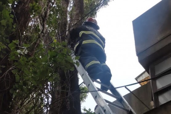 Rescataron a un gató atrapado en un árbol 