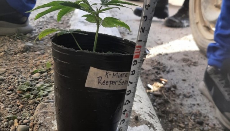 Demoraron a tres hombres con una planta de marihuana 