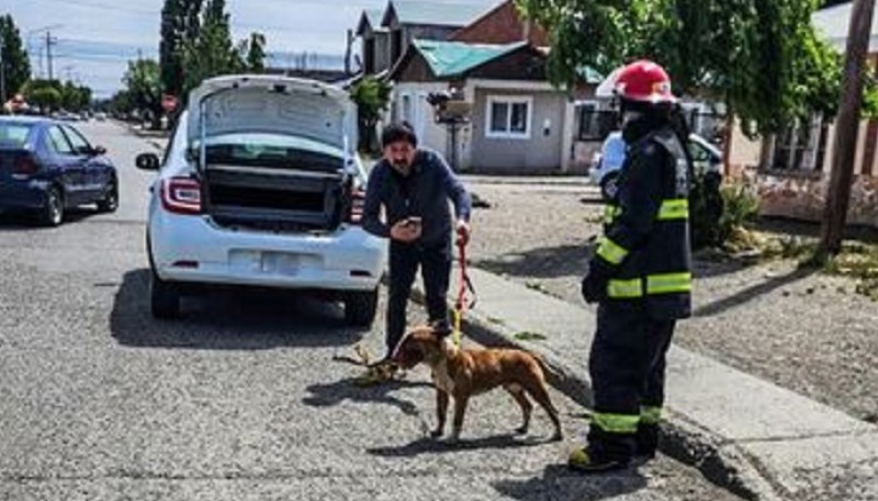 Bomberos rescataron a un gato y a un perro