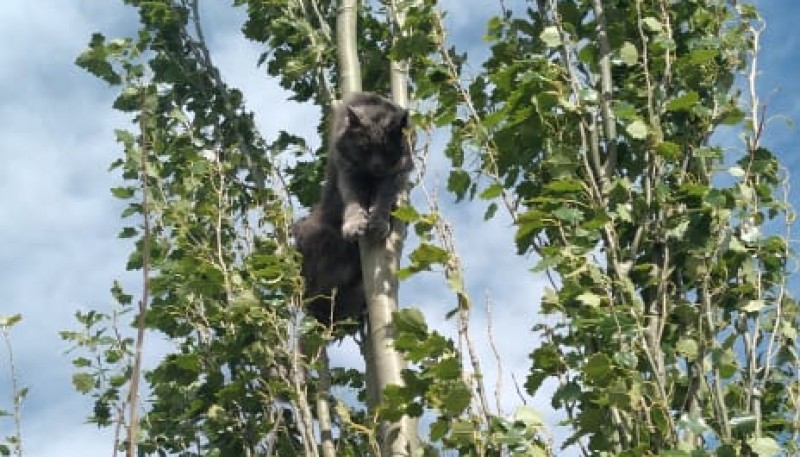 Rescataron a un gato atrapado en un árbol 