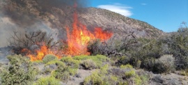 Bomberos controlaron incendio forestal en Los Antiguos