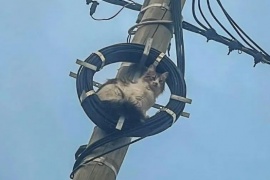 Bomberos rescataron a una gata