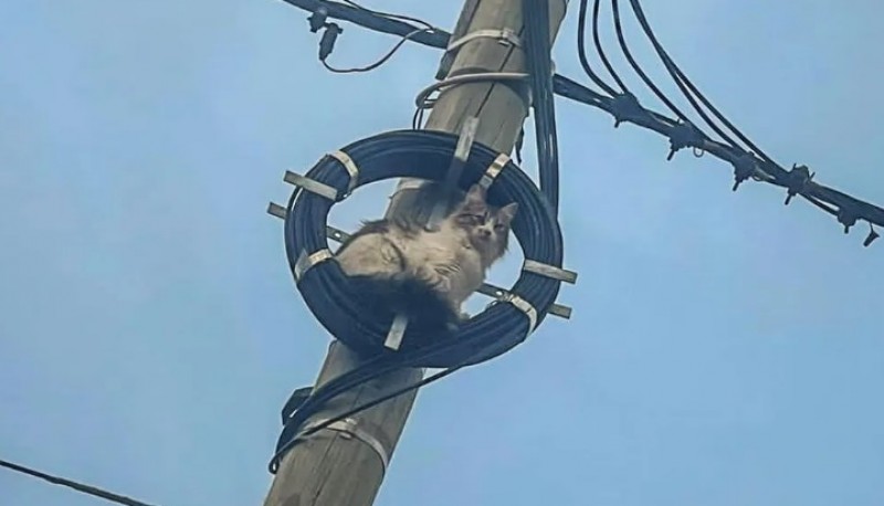 Bomberos rescataron a una gata 