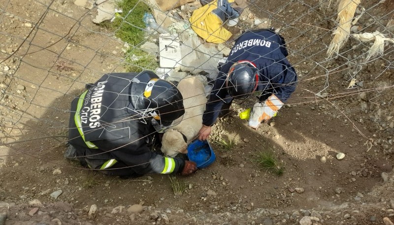 Un perro cayó a un pozo y fue rescatado por bomberos 