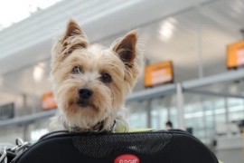 Para viajar, las mascotas deben tener un certificado