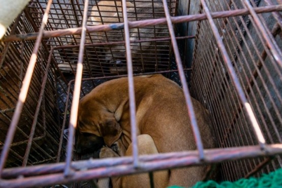 Corea del Sur aprobó la ley que prohíbe el consumo de carne de perro