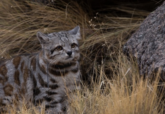 Inédito registro de gato andino en Neuquén