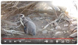 El "Gran Hermano" de pingüinos y cormoranes