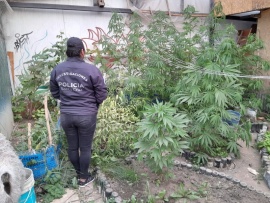 En un allanamiento por robo encuentran plantas de marihuana