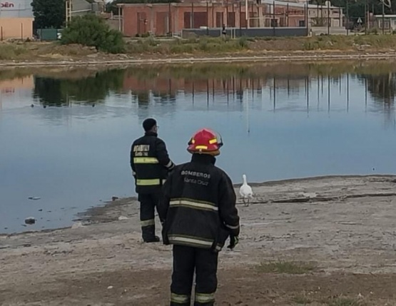 Rescatan un cisne de una casa