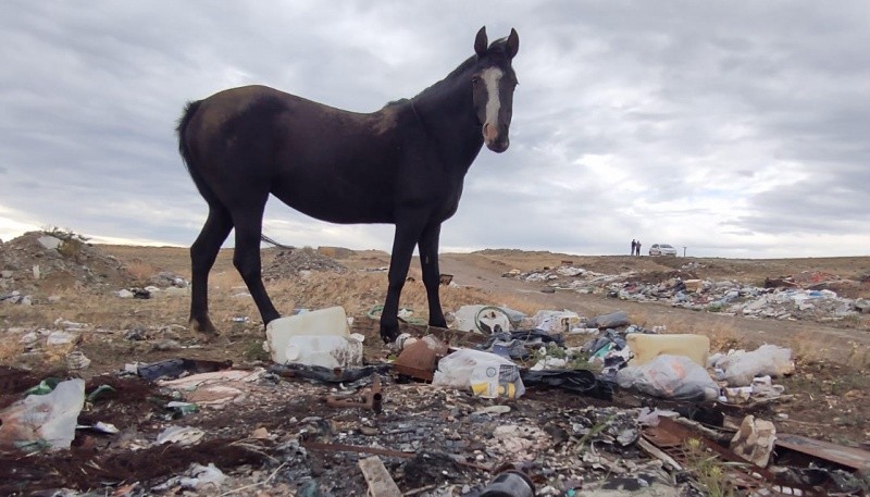 noticiaspuertosantacruz.com.ar - Imagen extraida de: https://www.tiemposur.com.ar/info-general/vecinos-de-zona-de-chacra-denuncian-abandono