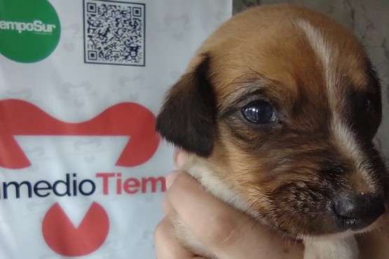 “Ramoncito”, el perrito rescatado de la basura, fue adoptado