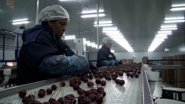 Los Antiguos: productores exportan cerezas a diferentes mercados del mundo