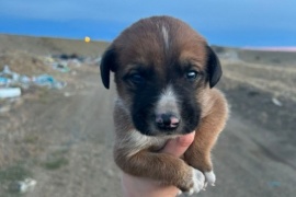 Encontraron a los hermanos de “Ramoncito” y también necesitan un hogar