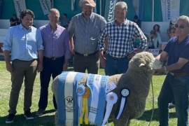 El gran campeón macho raza corriedale es santacruceño