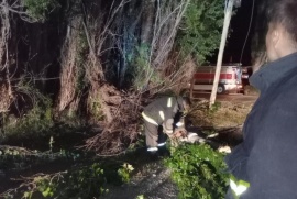 Caída de un árbol sobre el tendido eléctrico por fuertes ráfagas de viento