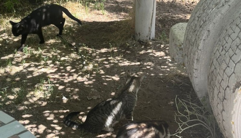 Algunos de los felinos que se encuentran en el lugar. 